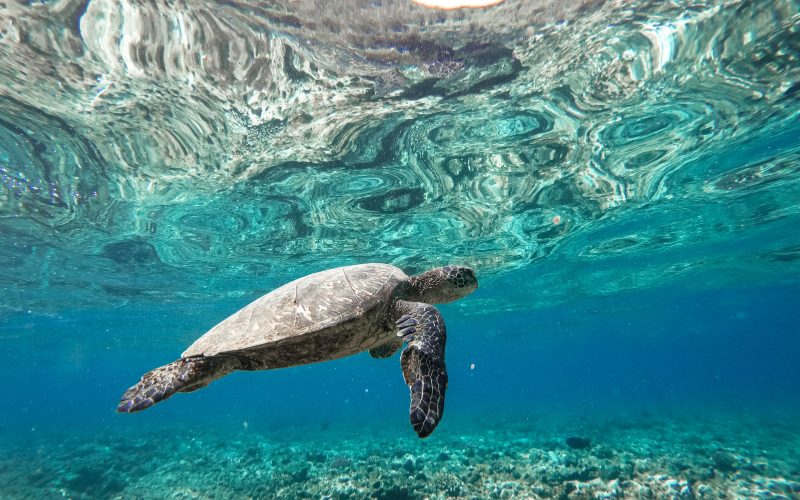 Snorkel Akumal