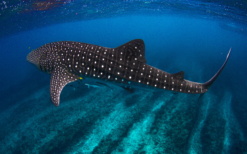 Whale Shark